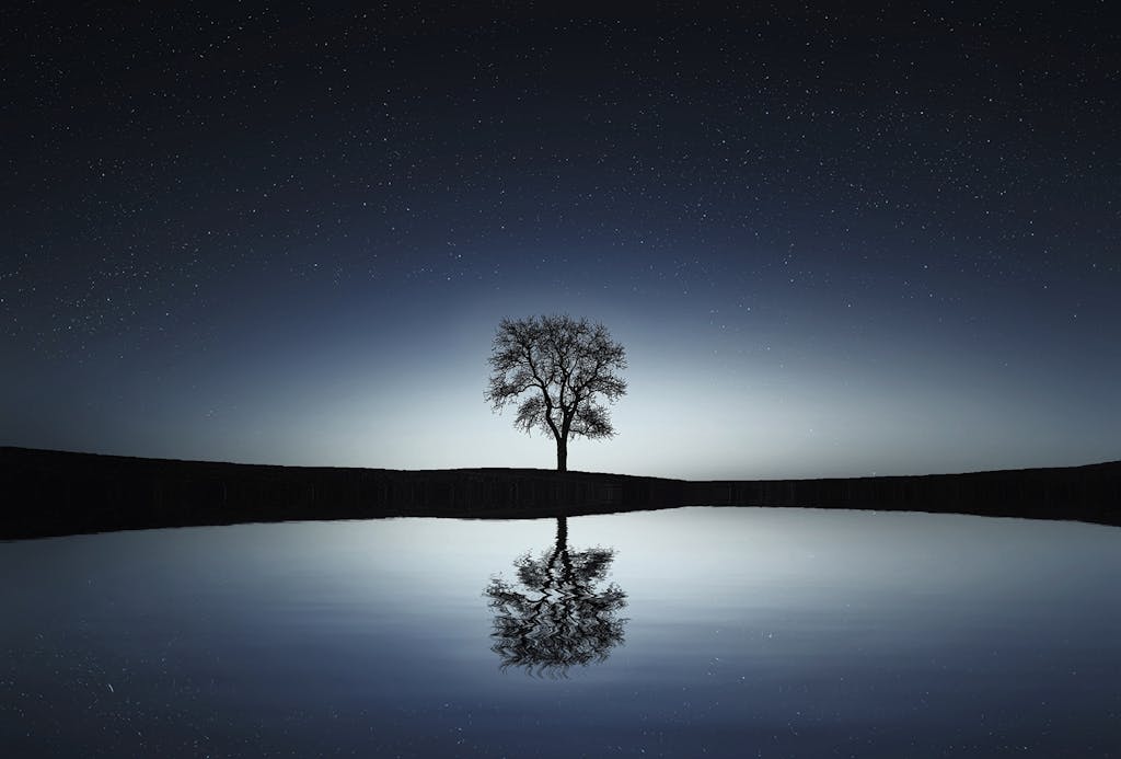 Black Tree Near Body of Water